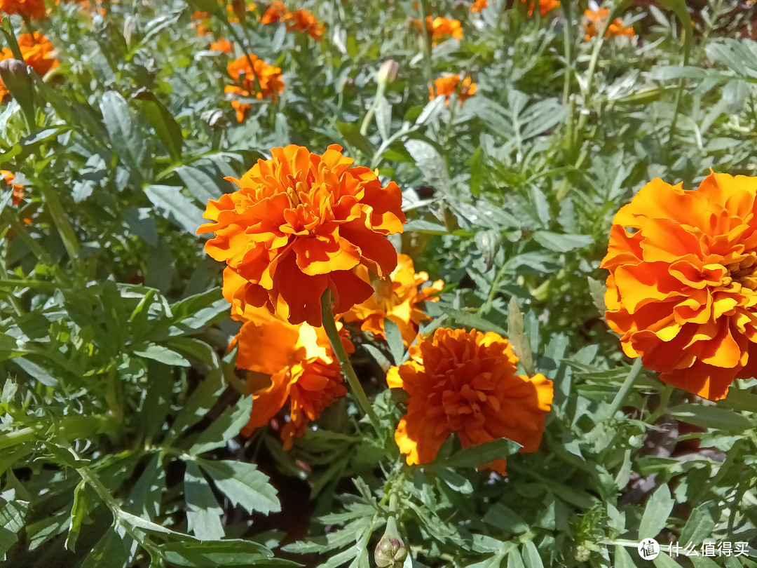 学习手机推荐三(自律系)——多亲Qin3Ultra