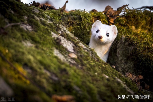 臭屁王吃西瓜,臭屁王偷吃