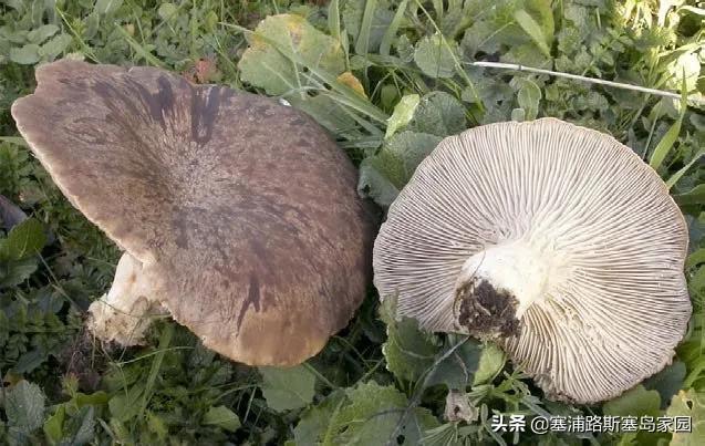 世界上十大最好吃的蘑菇,世界上最美味的10种蘑菇