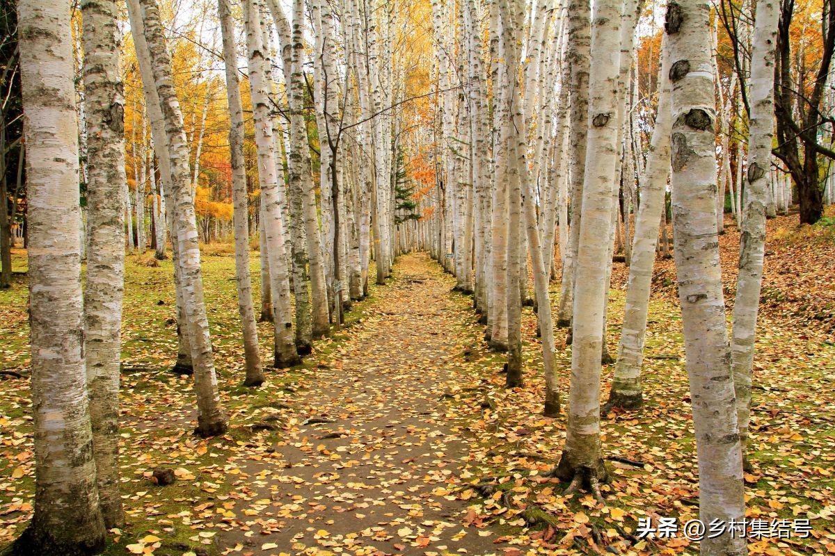 北海道上野农场,日本北海道上野农场