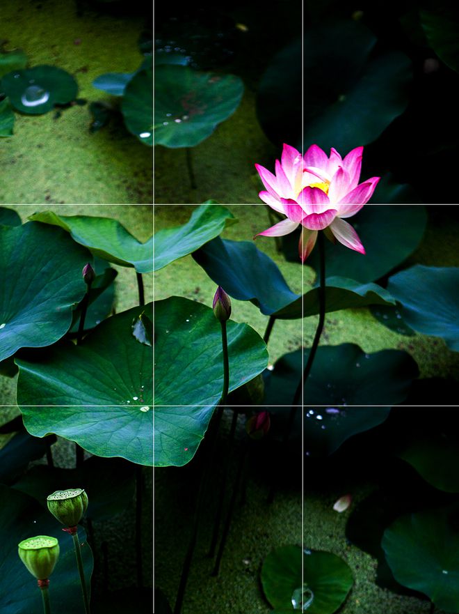 拍摄技巧如何拍摄好看的花卉照片,拍摄花卉技巧大全图片