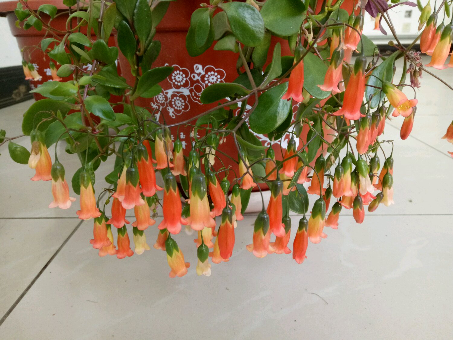 年宵花新品种有哪些名字,灯笼花的个性养护法