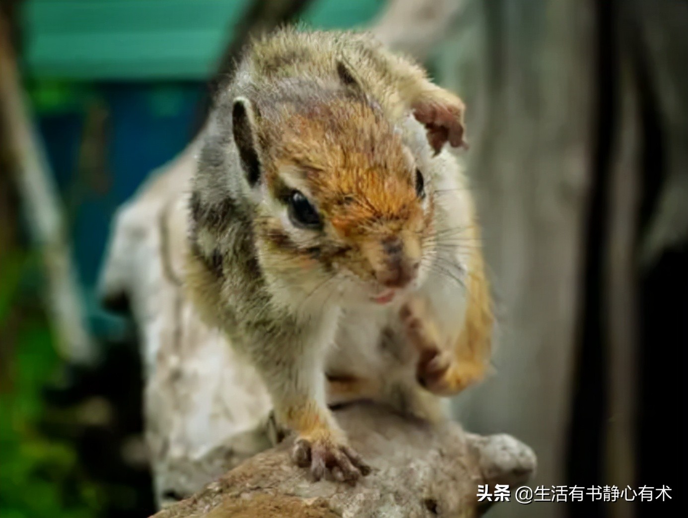 涨知识动物,强壮花栗鼠