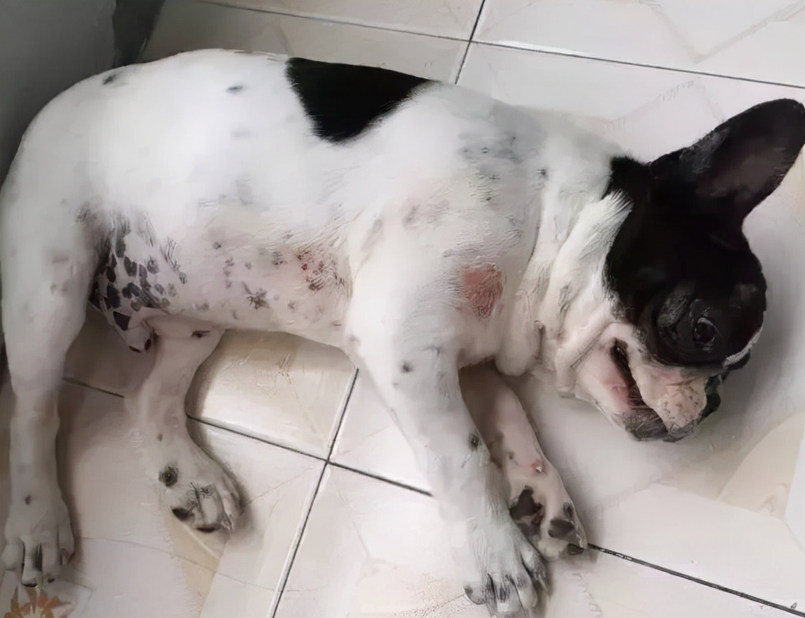 帮狗狗驱除“跳蚤”的几个偏方,真的很有用,快收藏吧