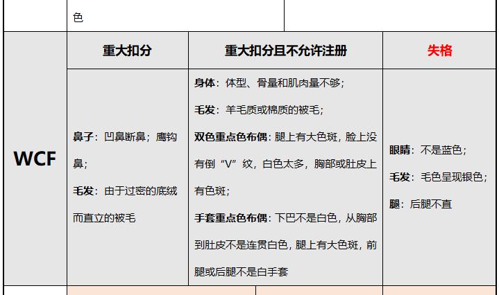 赛级布偶猫怎么查真伪,赛级布偶怎么鉴定