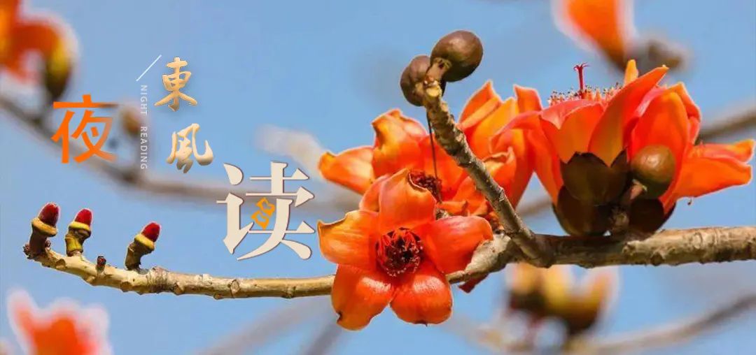 散文精选木棉花开,木棉花开散文朗诵