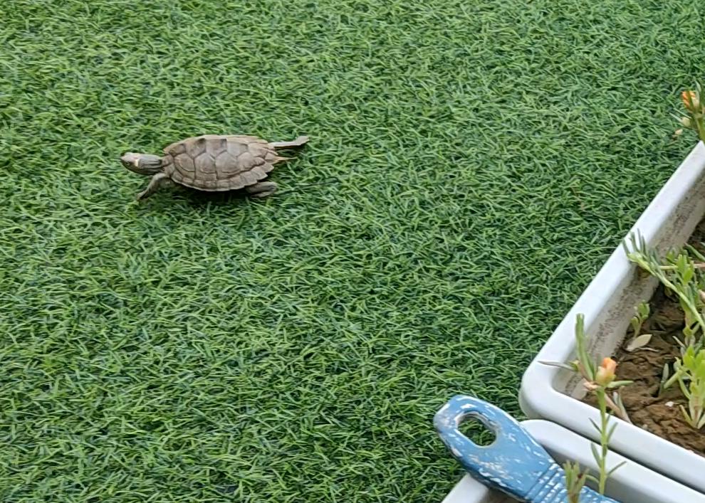 地图龟在哪里可以抓,小草龟不见了地图龟能找出来吗