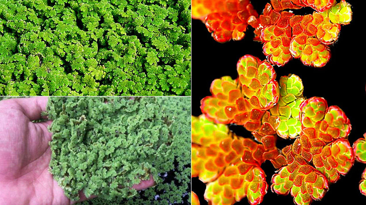 俄罗斯石油天然气是取之不竭的吗,俄罗斯石油储量真的那么少么