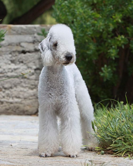 最受欢迎的宠物狗排名前十品种,十大最受欢迎的宠物狗品种排名