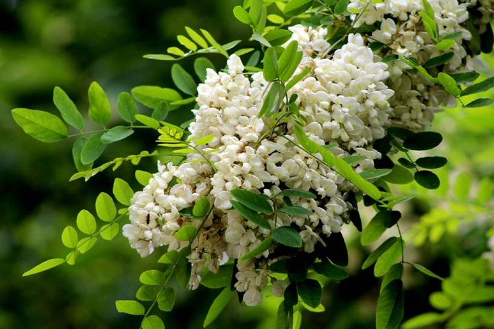 写槐花美的诗句,描写槐花清新淡雅香气四溢的诗句