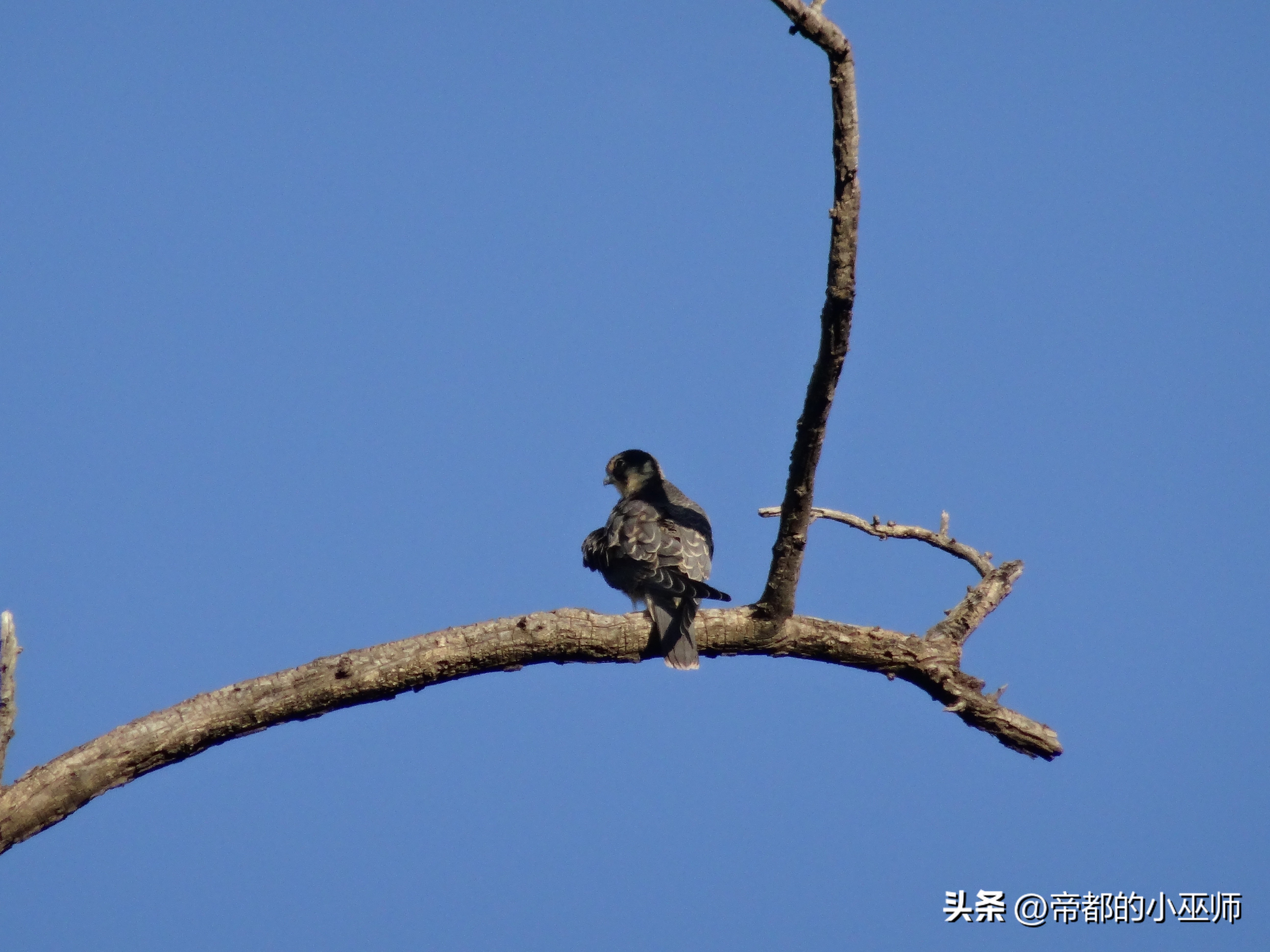 猛禽vs特雷德,2023猛禽和2022款有啥区别