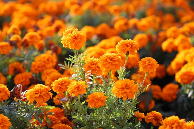 就养不怕淋雨的3种花,适合夏天养的3种花耐热又耐旱
