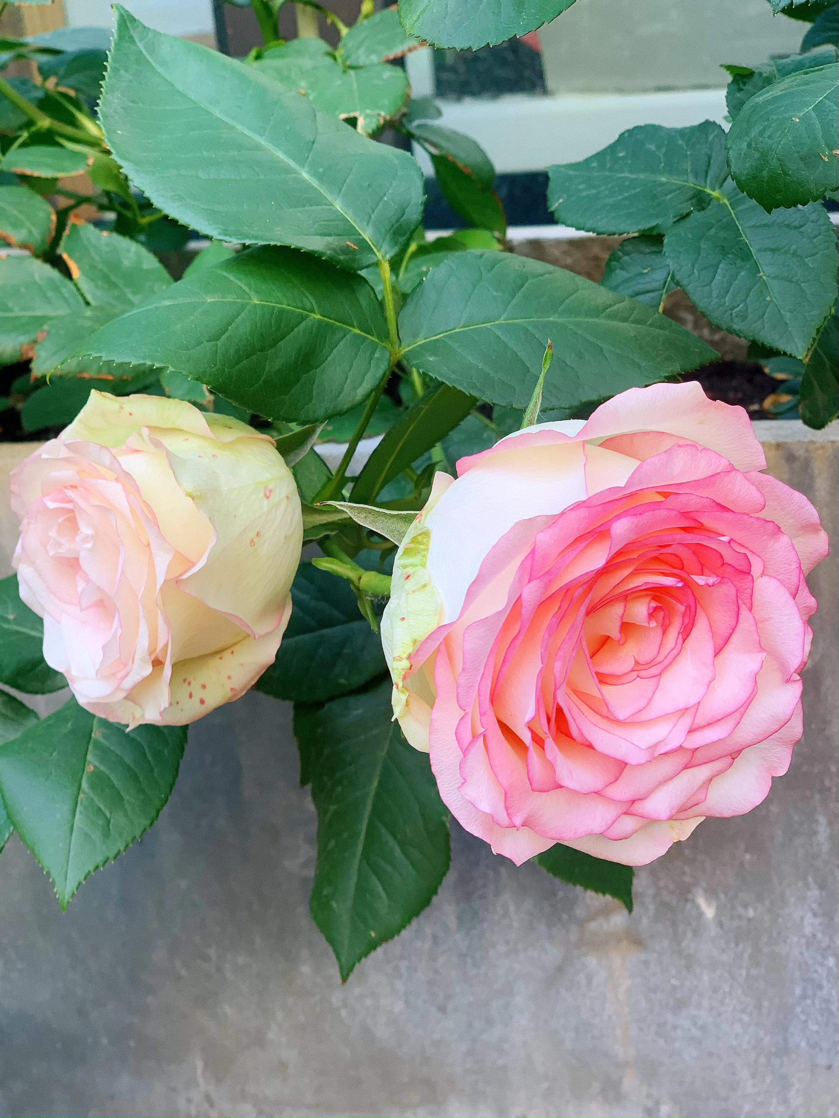 花期长又香的月季花园,花期超长又好养的经典月季