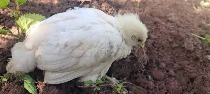 鸡瘟的症状喂什么药,发现鸡瘟了怎么做才是正确的办法