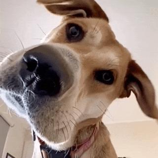 沙雕搞笑表情包头像,沙雕搞笑表情包图片静图