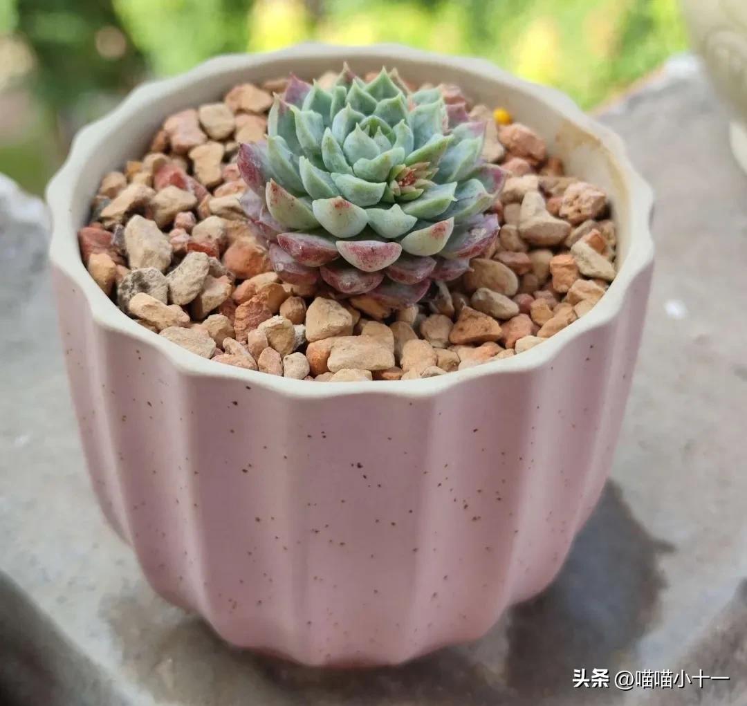 这10种多肉号称多肉界的奇葩,多肉最传统的100个种类