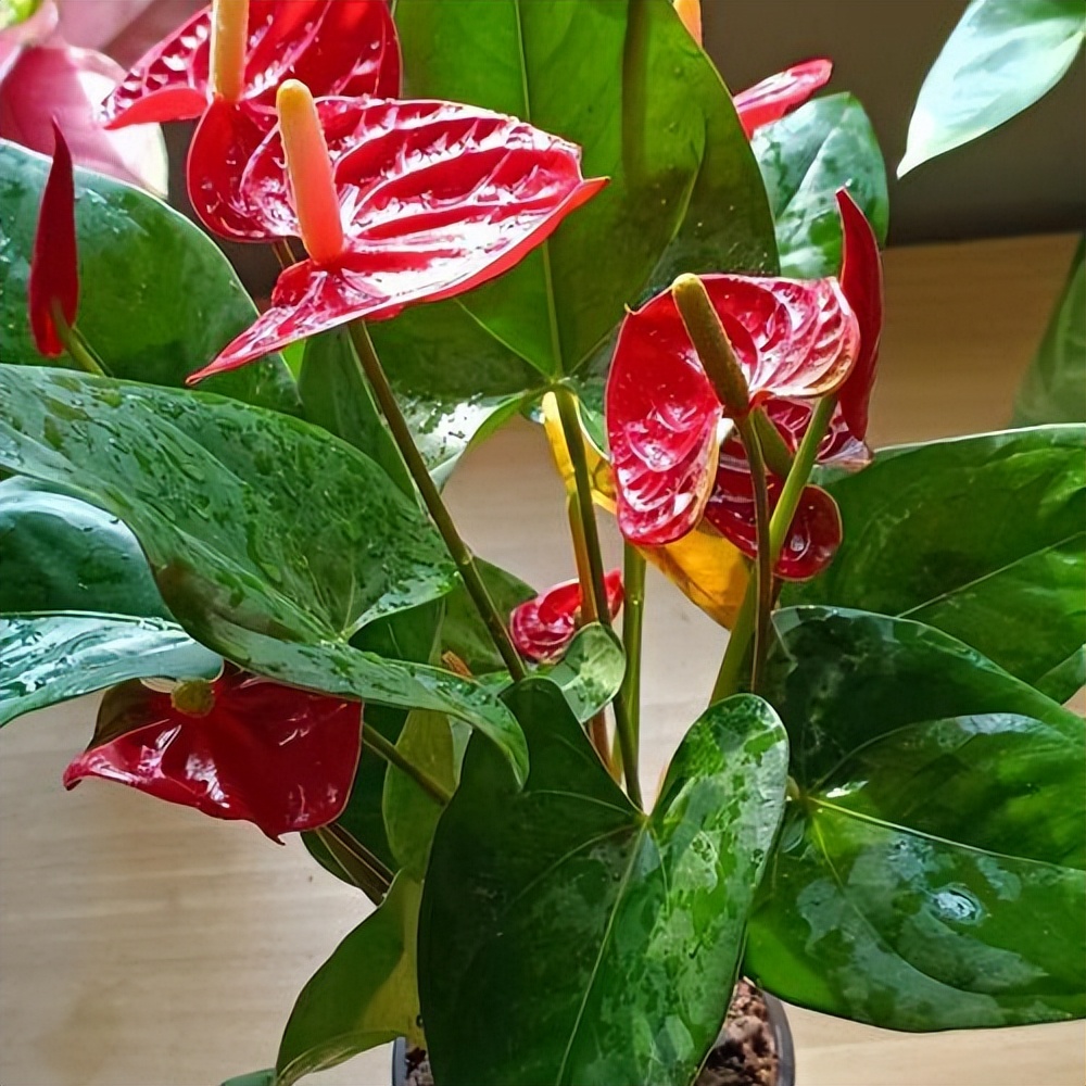 家里光线差就养这几种花,什么花散射光就可以养好