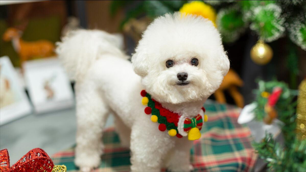 比熊泪痕怎么去除5个小窍门,比熊泪痕严重四大办法轻松消除