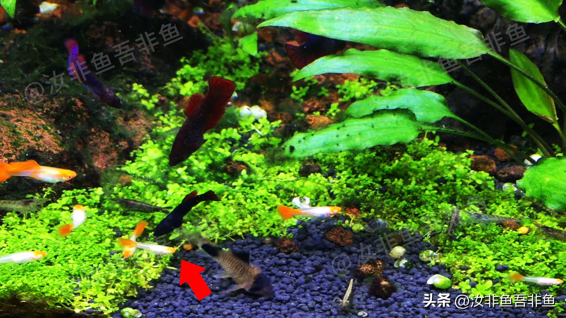 孔雀鱼怎么和泰国斗鱼混养,孔雀鱼和泰国斗鱼一起养吗