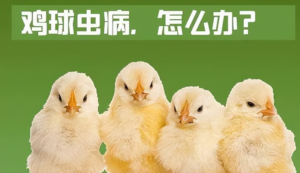 鸡肠毒综合症是什么原因造成,鸡肠毒综合征怎么处理