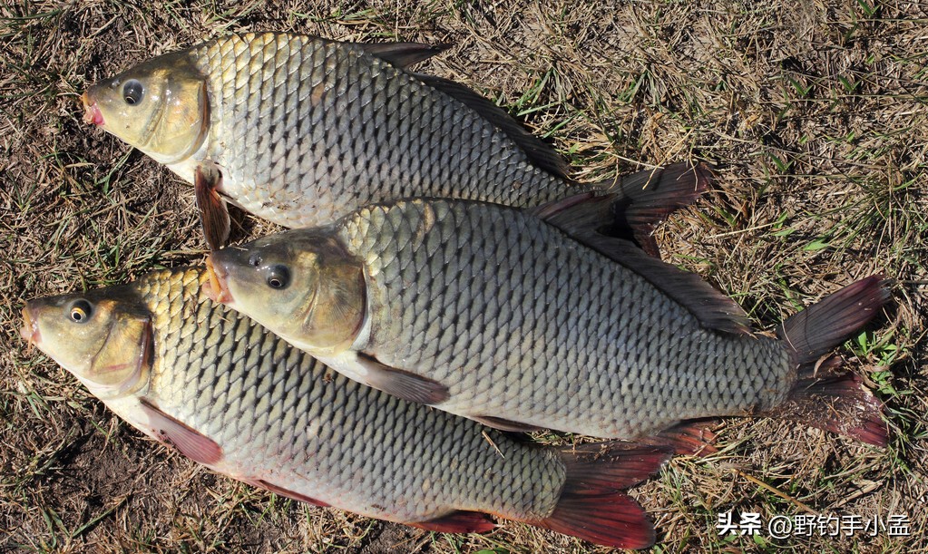 泡沫逗钓为什么逗不到鱼,泡沫逗钓鲤鱼演示