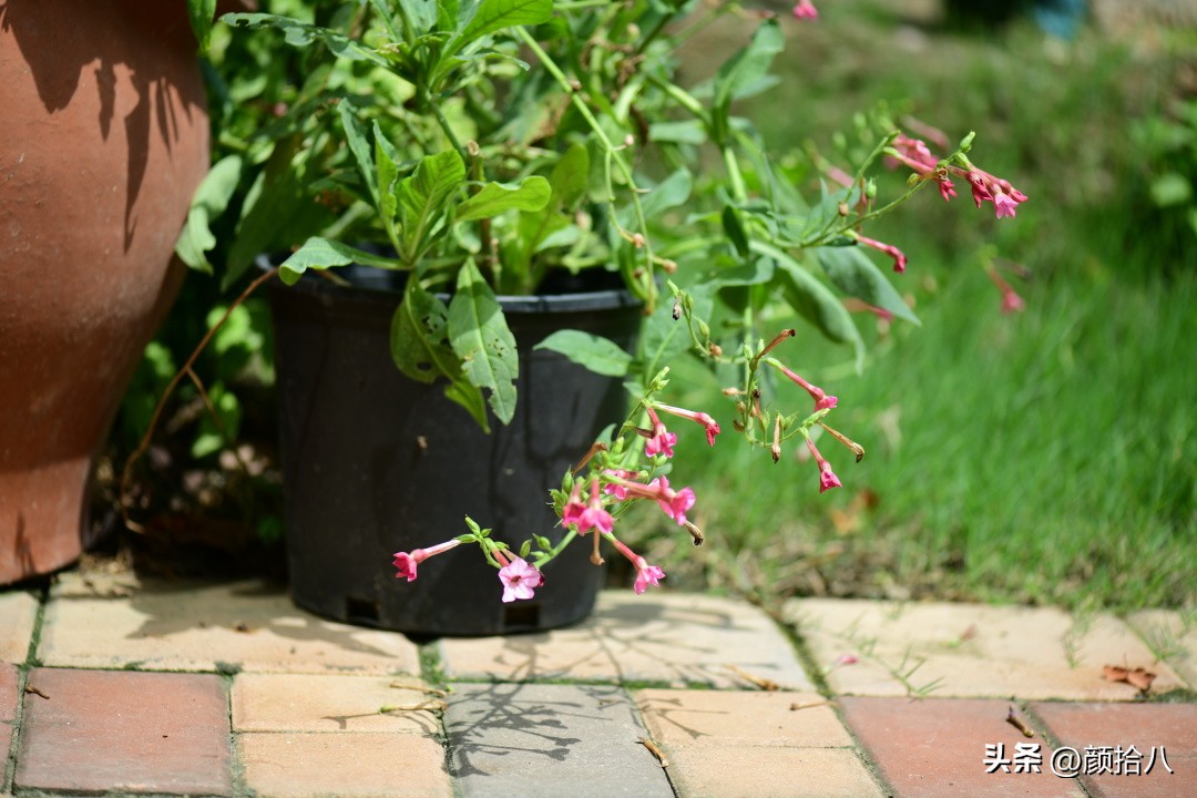 冬天开花的室外花卉盆栽,温室盆栽观花花卉植物