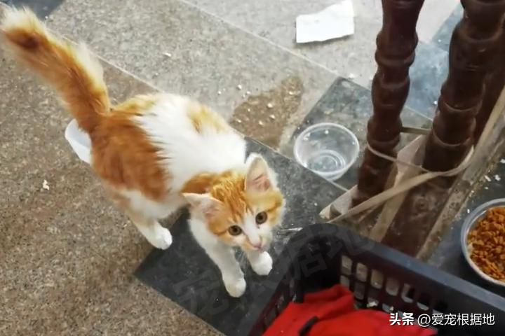 被主人拴着的猫,被邻居拴在楼道的小猫咪