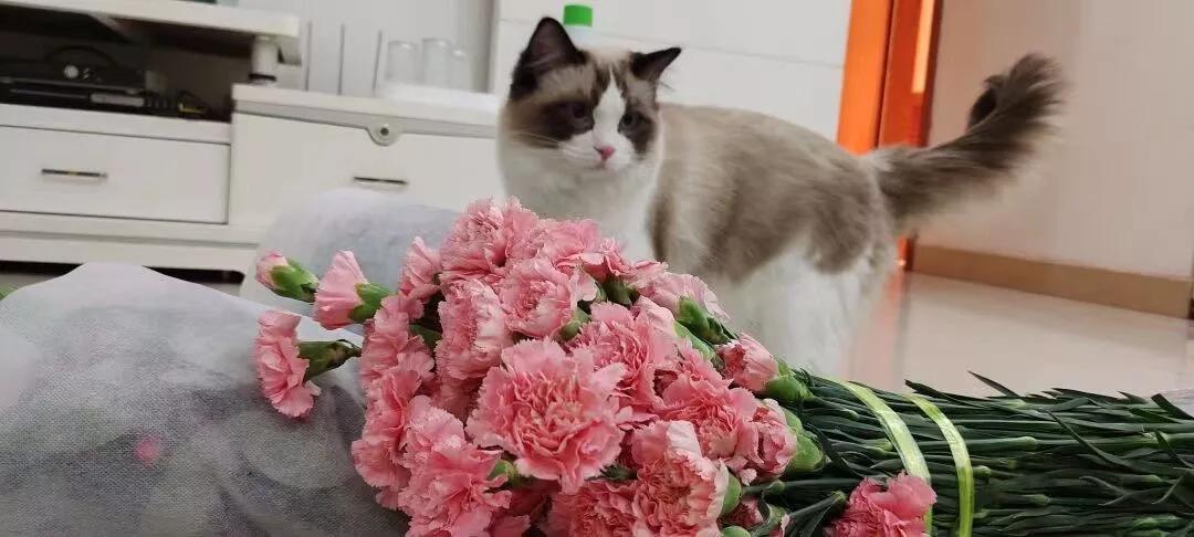 布偶猫一岁才7斤是猫传腹吗,布偶猫湿性传腹治疗过程