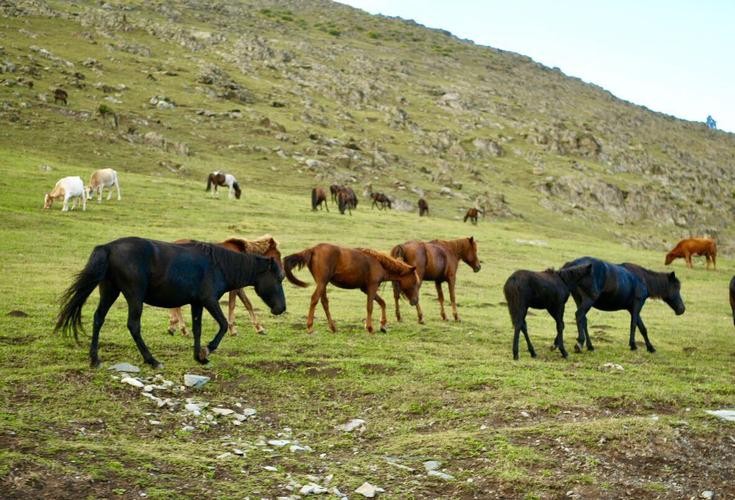 突破基因枷锁会怎样,普通马和斑马杂交是否可育