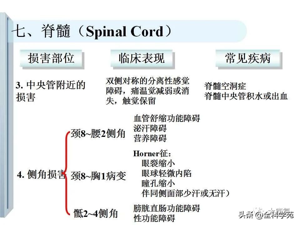 神经系统的影像与解剖定位,最全神经解剖图