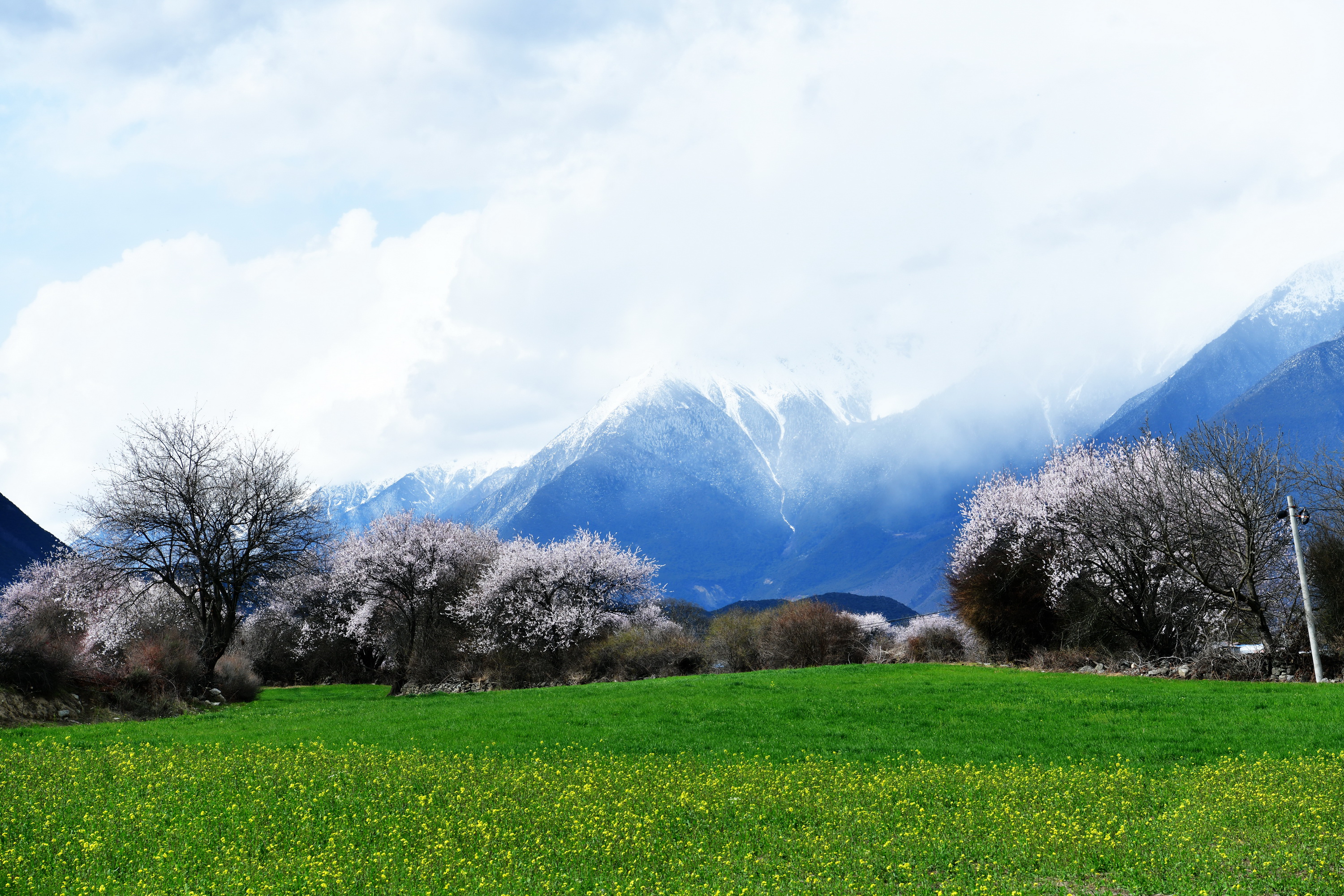 雪域林芝桃花图片 (在雪域江南西藏林芝邂逅漫山桃花)