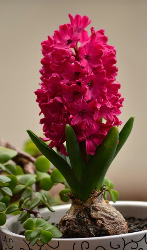 百花齐放春意浓群芳争艳,百花齐放喜迎新春