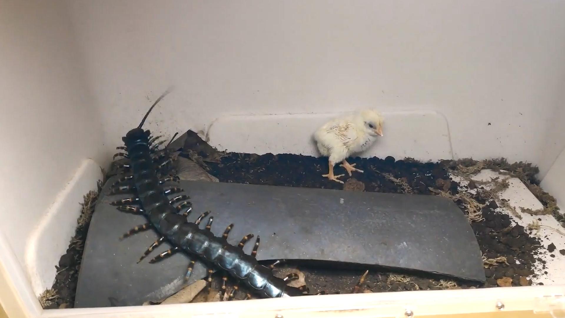 澳洲大蜈蚣有多大,澳大利亚的巨型蜈蚣