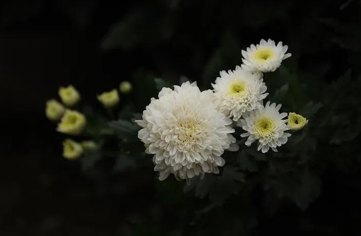 哪的菊花最正宗,什么品种的菊花最好吃