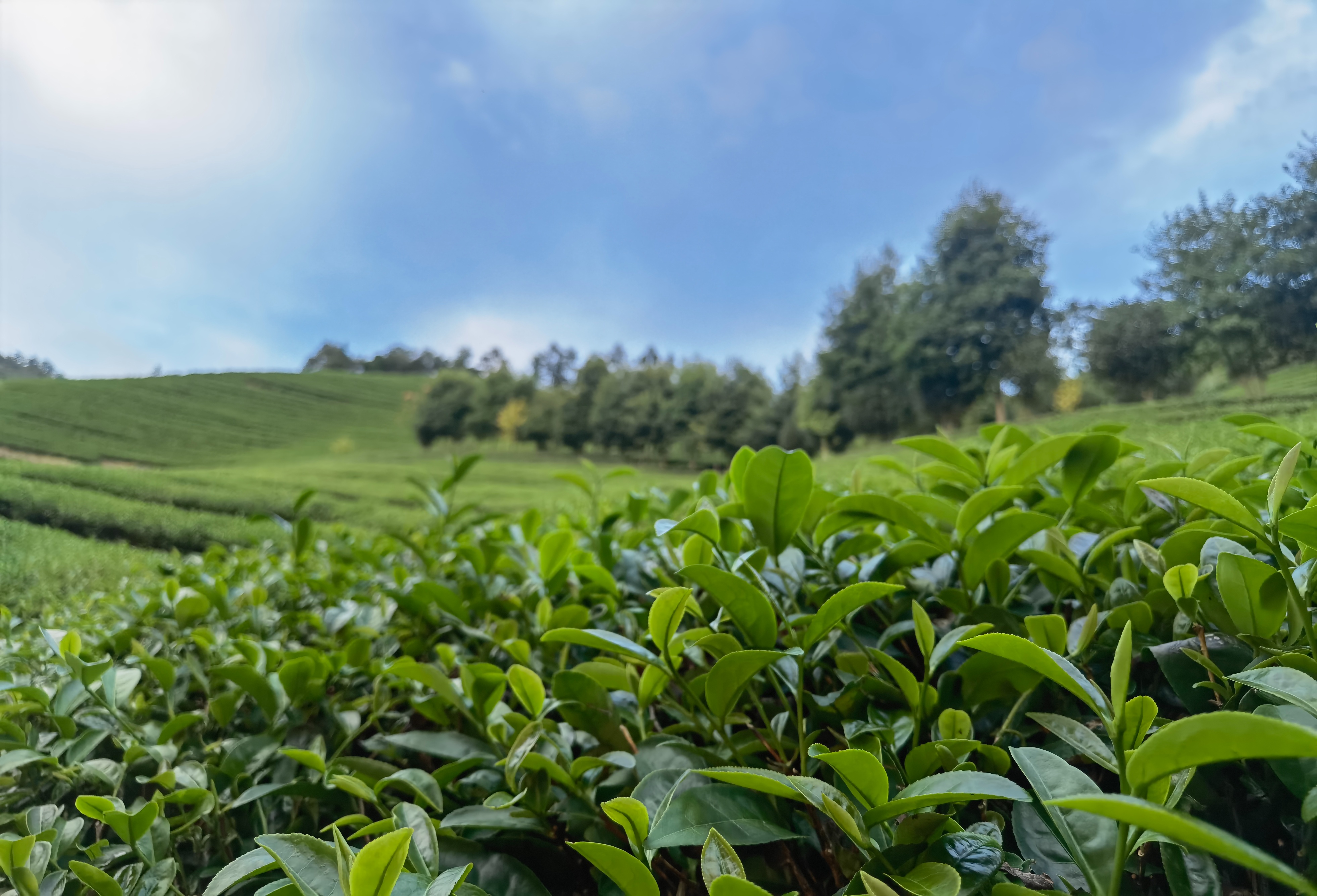 春茶季带你选好茶,春茶上市如何挑选好茶