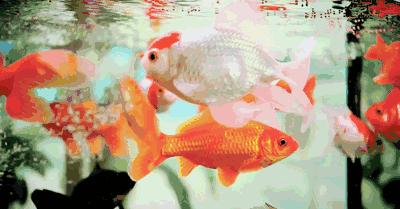 鱼的内部器官构造,鱼类的器官特征