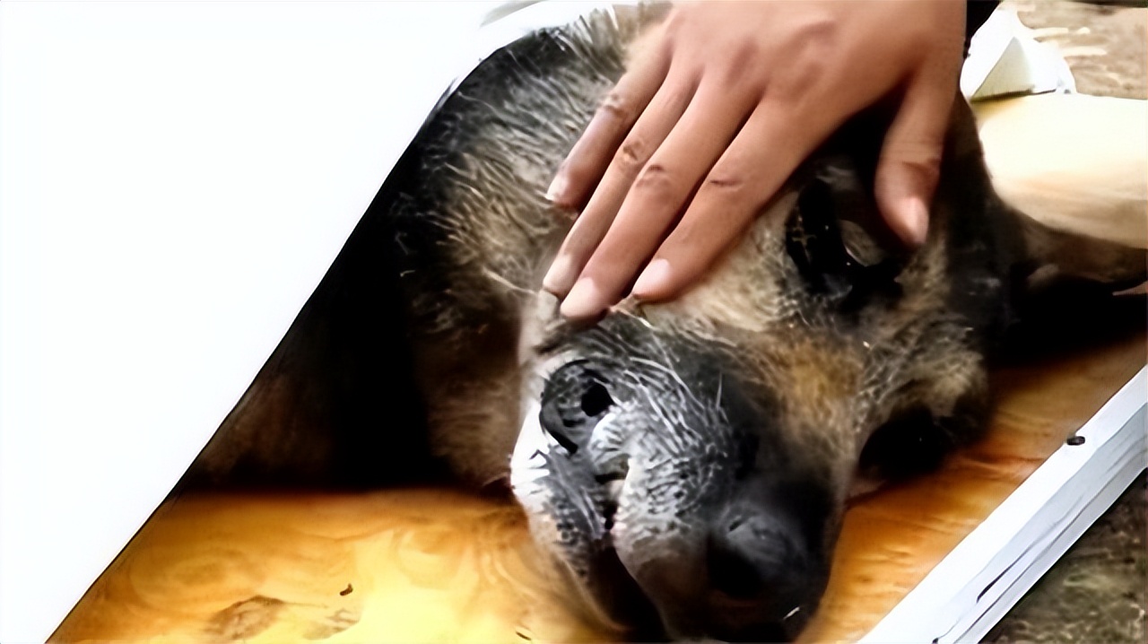 汶川地震搜救战士,汶川地震连续搜救十天十夜