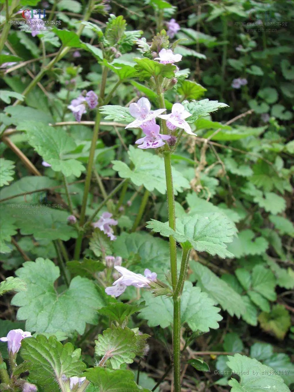 昨日的“活血丹”，今日的“园艺新宠”，这花儿还真奇妙