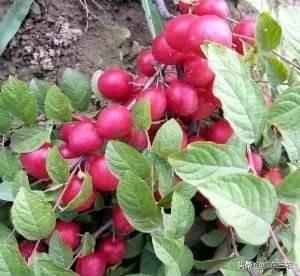 老人补钙的蔬菜有哪些,老年人补钙最有效果的营养品