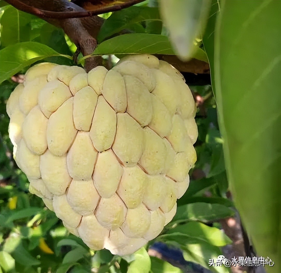 榴莲释迦又叫什么,释迦图片高清大图
