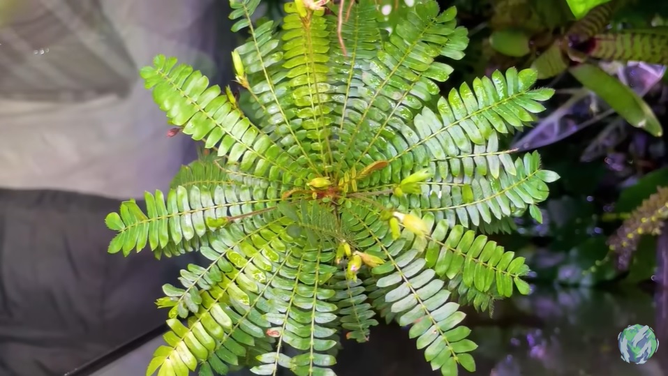 美国小哥在卧室建出一缸热带雨林，食物链环环相扣，太强了