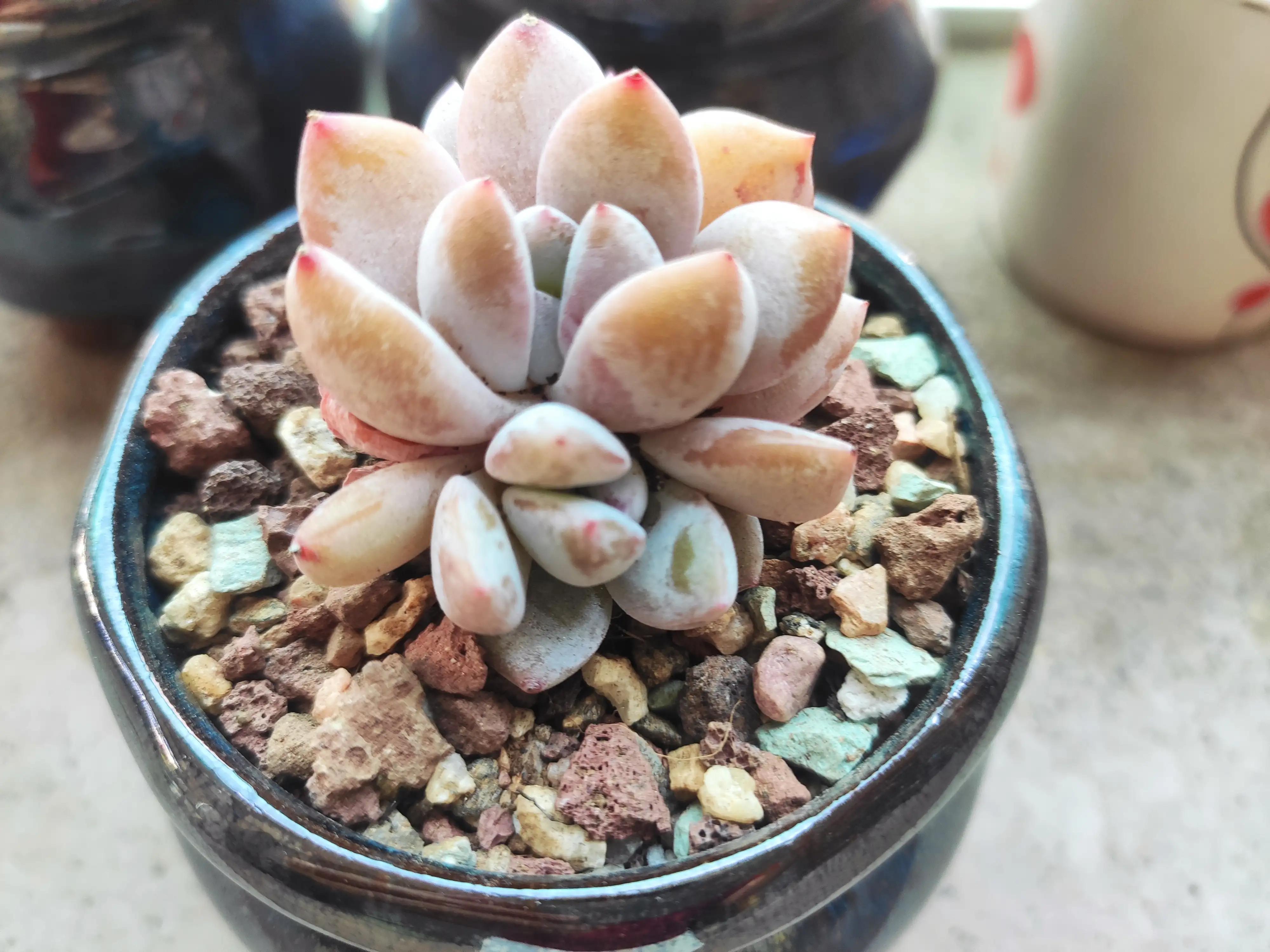 可爱的小猫,可爱的小精灵幼儿舞蹈完整版