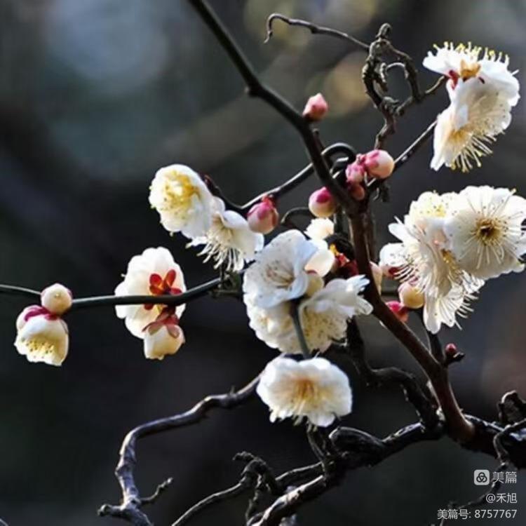 无端却被梅花恼特地吹香破梦魂,无端却被梅花恼