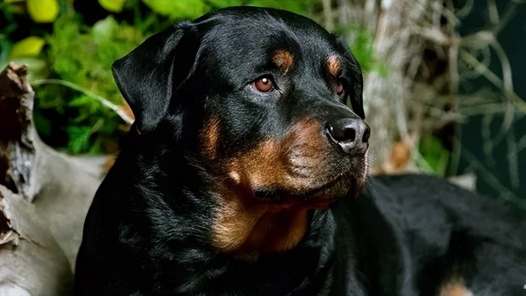 罗威纳百科全书,罗威纳犬训练教程