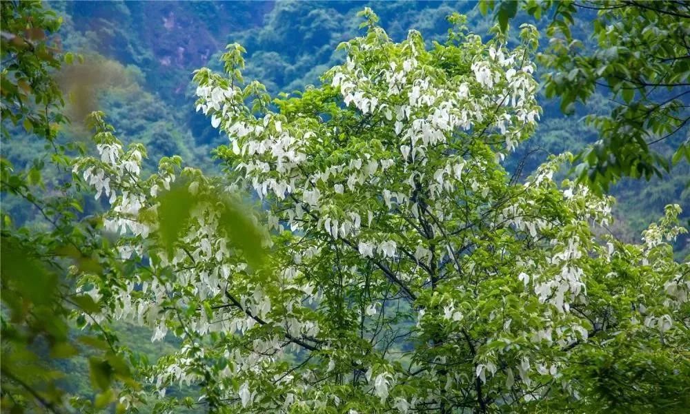 川西阿坝旅游详细攻略地图,川西阿坝旅游攻略三天