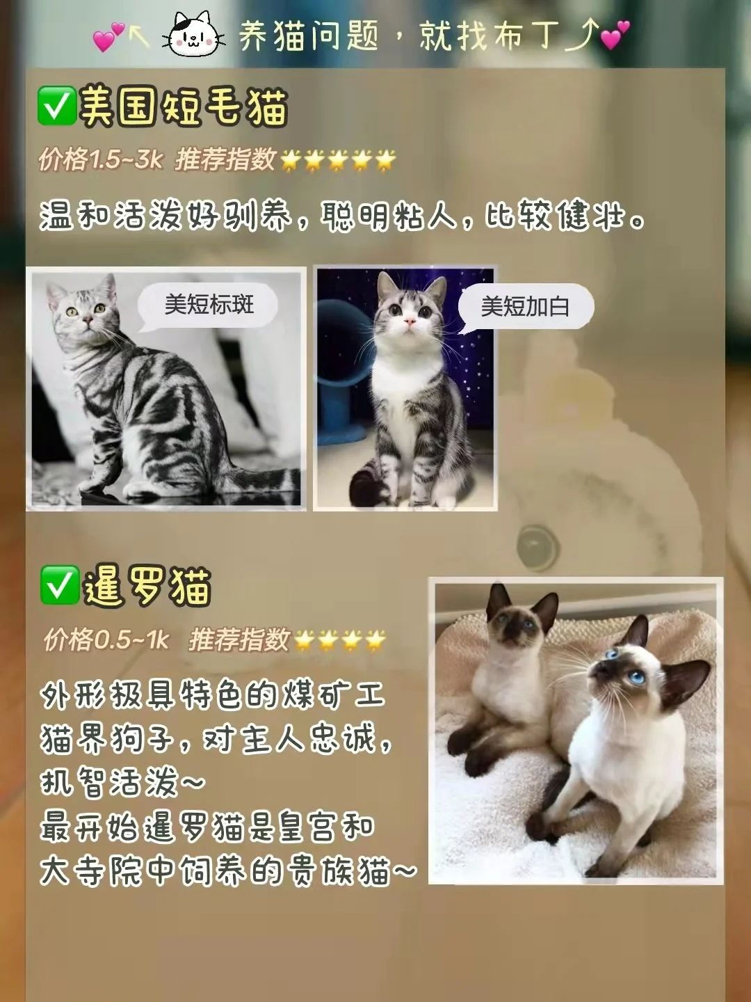 新手养猫选择哪个品种猫,养猫新手选哪一种猫便宜性格好