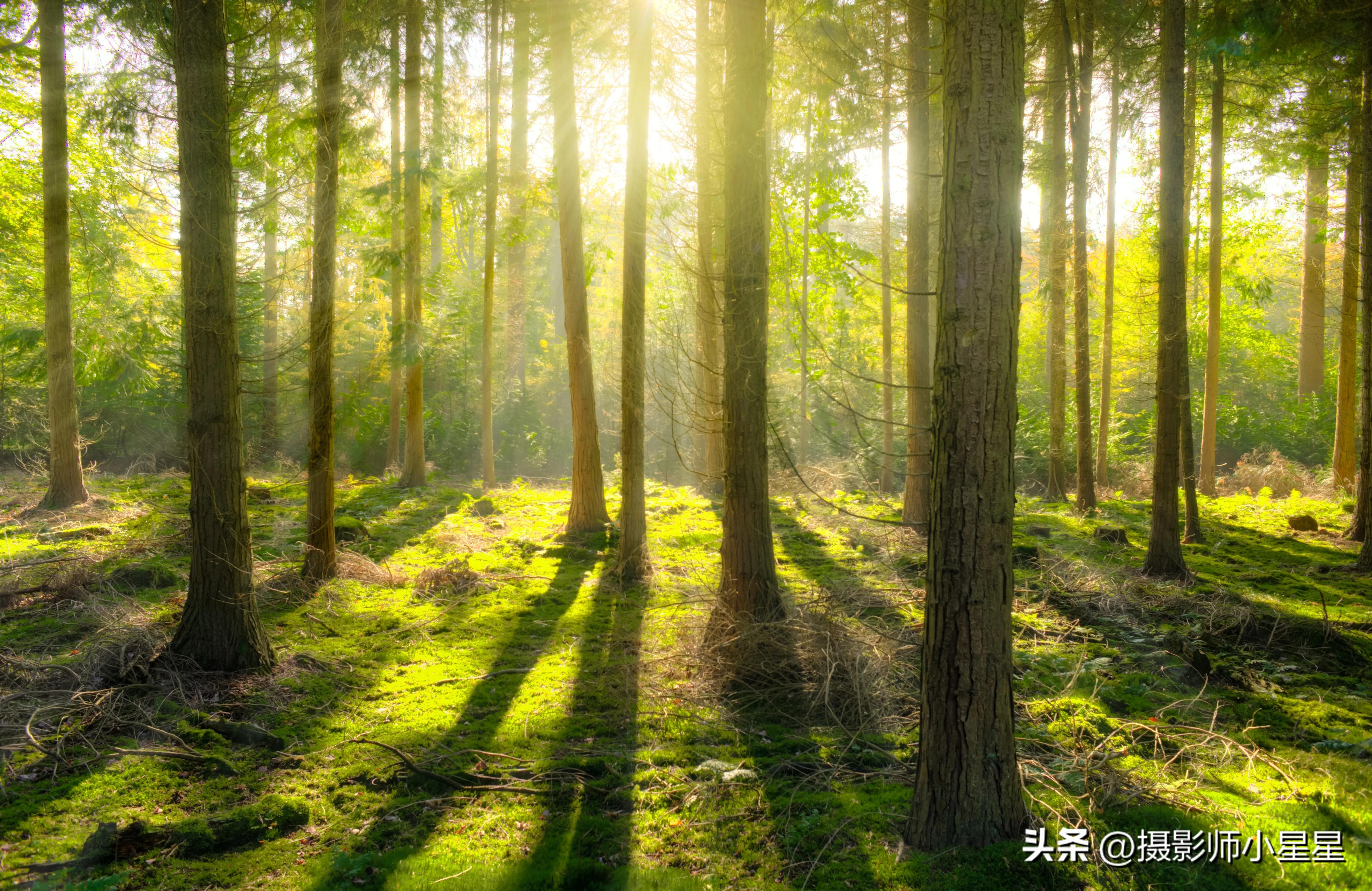 夏天绿色之美,夏天的绿色之美