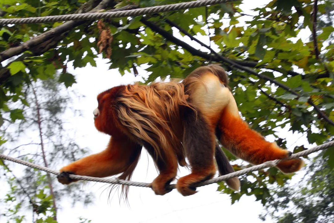 动物园探访,探秘动物的区域活动观察记录