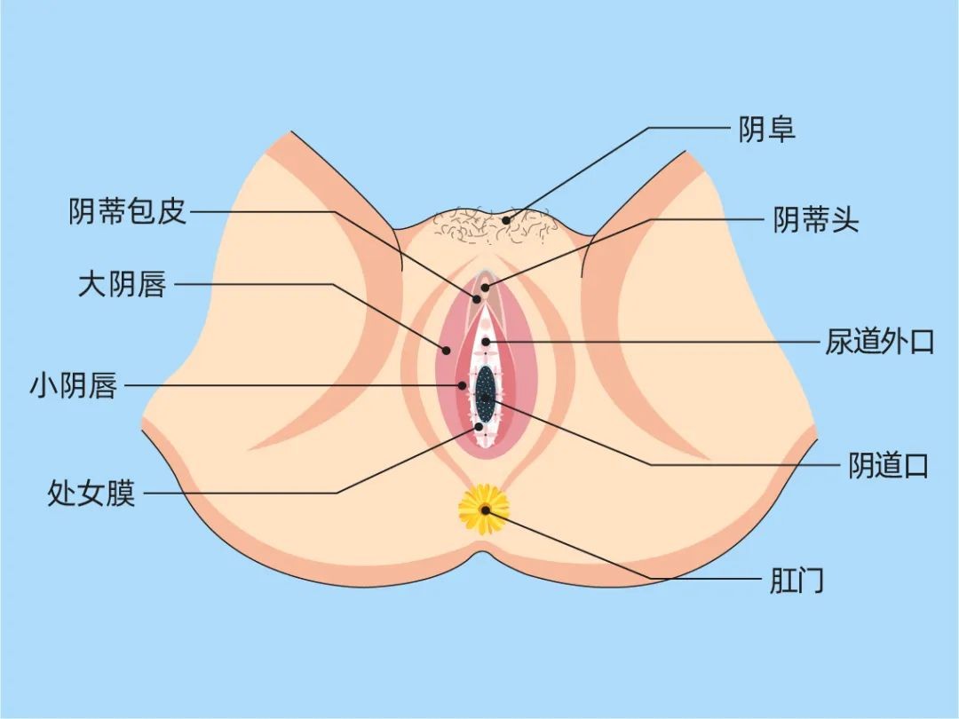 大便直接从子宫外排出为什么,生完孩子大便从尿道排出