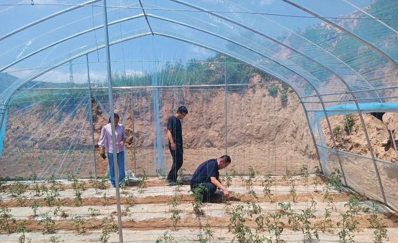 乡村振兴|娄烦县天池店乡兑集沟村：“方寸地”变“致富田”